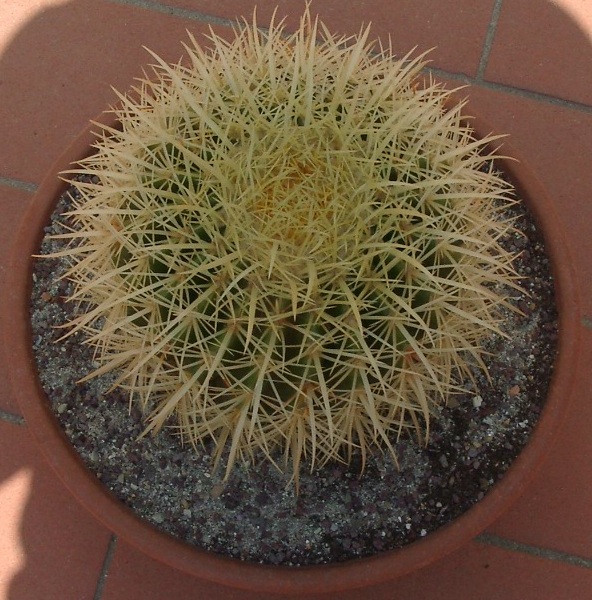 Cactofili forum di cactus e succulente :: leggi argomento dubbi ... Vaso per cactus grande