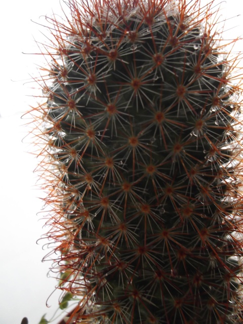 Cactofili - Forum di cactus e succulente :: Leggi argomento - Mammillaria spine  rosse uncinate
