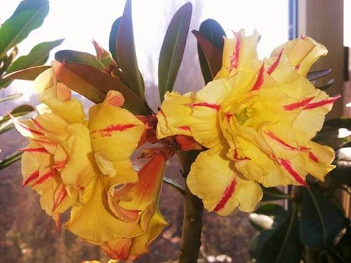 Invincible Eastern' Adenium Desert Rose, 2 Seeds